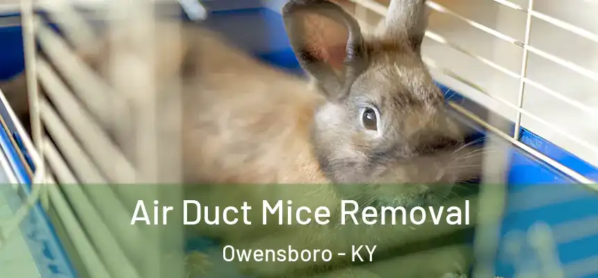  Air Duct Mice Removal Owensboro - KY