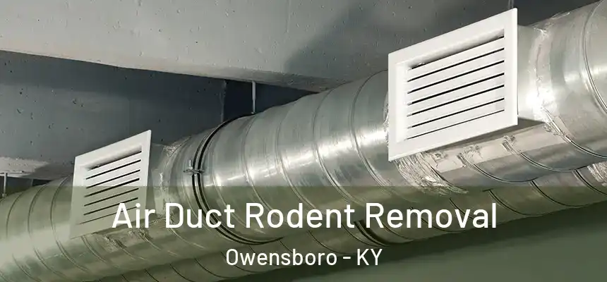  Air Duct Rodent Removal Owensboro - KY
